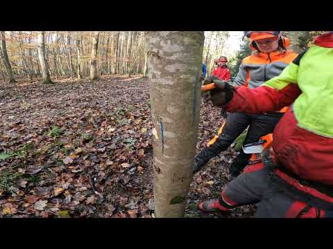 Schräger Vorhängerschnitt im Motorsägenkurs - super gemacht!