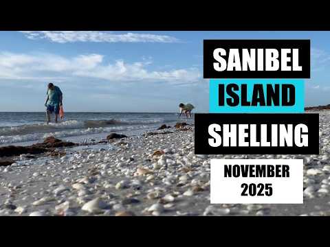 Muschelsammeln in der Muschelhauptstadt Sanibel Island, Florida