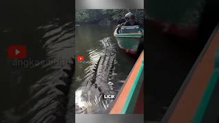 Download lagu Buaya Licik Ini Pura Pura Mati, Lalu Nyergap!#faktahewan #buaya #viralshort mp3