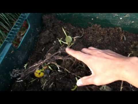 Harvesting two forgotten Big Rotters