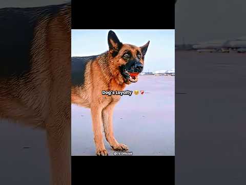 The Unbreakable Loyalty of a Dog ❤️