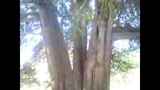 preview picture of video 'Cupressus Macrocarpa (Monterey cypress) at Oamaru Botanical Gardens.'