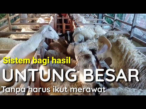 , title : 'bisnis Ternak kambing Bagi hasil ( GADO ) - untung besar tanpa harus merawat - ternak kambing pemula'
