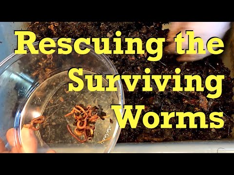 Unfortunate end to 128-day red wiggler bin - worm farm vermicomposting
