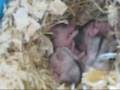crias de hamsters rusos 