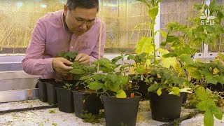 Jiasui Zhan – Professor of Plant Pathology at SLU