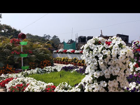 download lagu mp3 mp4 Petunia Garden Ideas, download lagu Petunia Garden Ideas gratis, unduh video klip Petunia Garden Ideas