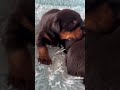 Doberman Pinscher dogs for sale: Male 1 with ear crop - Video 2