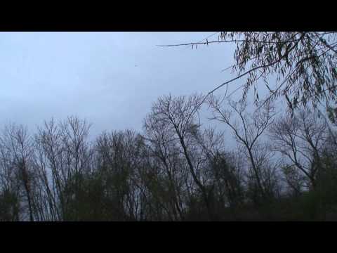 Mid week mallard smash - watch the feather's fall!!