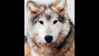 Eternal Tears Of Sorrow - The River Flows Frozen (wolves)