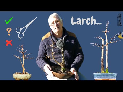 Is it SAFE to prune bonsai in Winter?