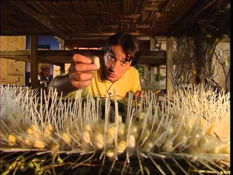 Les Fourmis : Les Guerres de l'Ouest PC