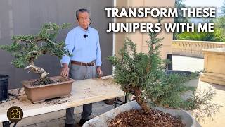 Make a Garden Shrub into a Respectable Bonsai (San Jose Juniper and Prostrata Juniper)
