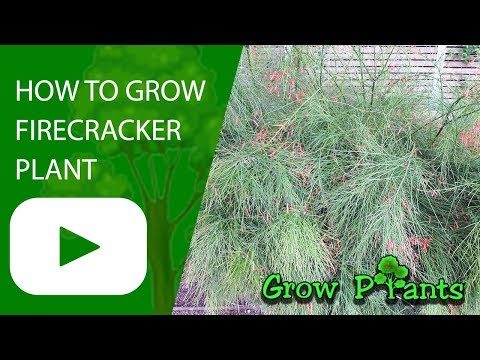 Firecracker plant