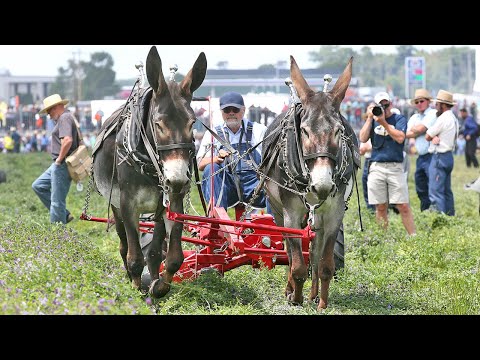 Horse Progress Days 2016 - Draft Animal Power Event