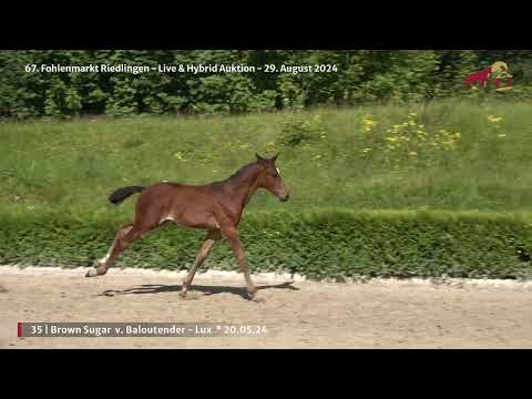 KN 35 - SF v. Baloutender - Lux