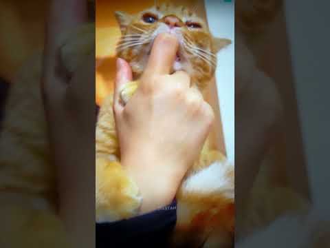 Why every cat lick our fingers? #cute vidushi 💖💖💋