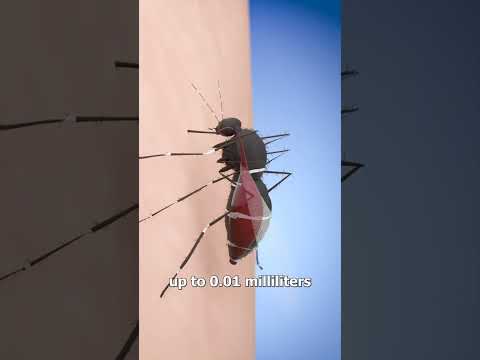 How Many Mosquitos To Suck All Your Blood? 😨