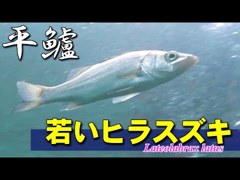 浅瀬に現れた若いヒラスズキ（約15cm）