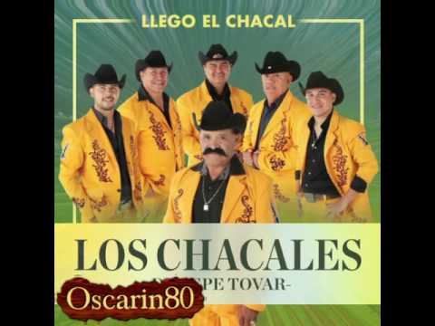 download lagu mp3 mp4 Pepe Tovar Y Sus Chacales Discografia, download mp3 Pepe Tovar Y Sus Chacales Discografia free download, download mp3 Pepe Tovar Y Sus Chacales Discografia