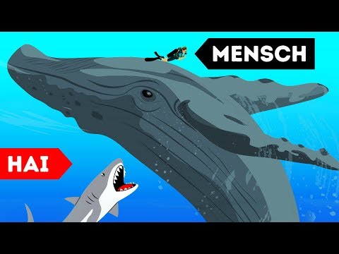 9 Wilde Tiere, die Menschen gerettet haben