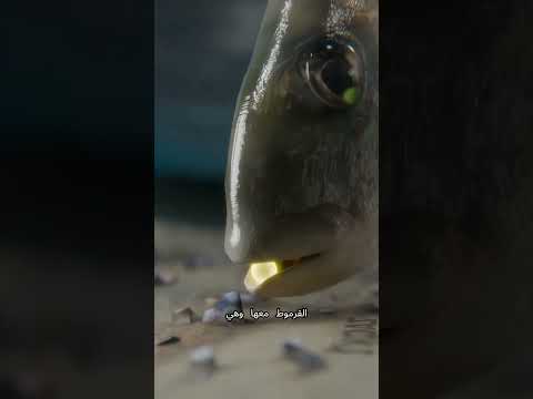 سمكة تخدع أم وتخليها تربي ولدها! 😱🐟