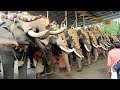 Kerala 🐘 Elephants at Thuravoor Ulsavam 2019