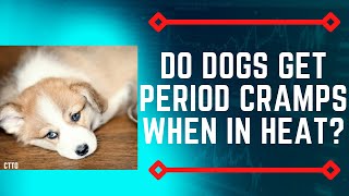 DO DOGS GET PERIOD CRAMPS WHEN IN HEAT? LET’S FIND OUT!