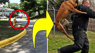 This Man Tries To Kidnap Girl, But Her Dog Leaps Into Action And Stops Him by Did You Know Animals?