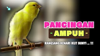 Download lagu PANCINGAN KENARI Paud Belajar BUNYI Cocok Untuk KENARI Belajar Bunyi Ngeriwik |617 mp3 Download lagu PANCINGAN KENARI Paud Belajar BUNYI Cocok Untuk KENARI Belajar Bunyi Ngeriwik |617 mp3