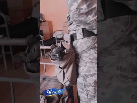 Кіт-захисник: Навіть тварини допомагають наближати перемогу.