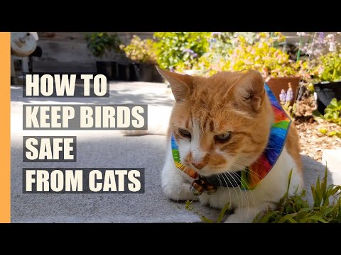 How to Keep BIRDS safe from CATS - over 90% effective according to study