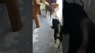 柴犬の3色喧嘩！柴距離みんな気にし過ぎ🤣#柴犬 #豆柴