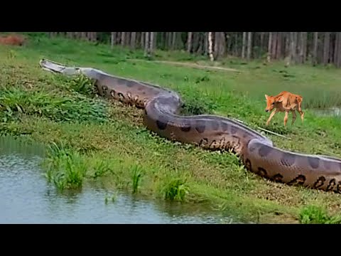 The 6 Biggest Snakes Ever Filmed in Brazil - Giant Anacondas!
