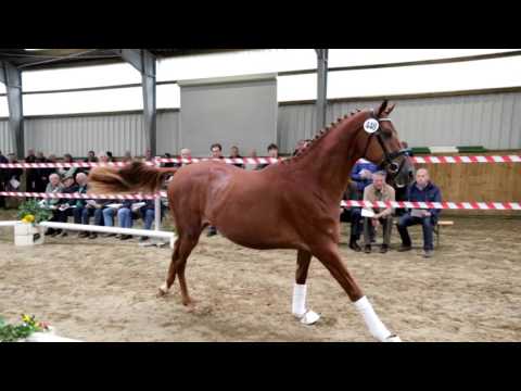 quasar de charry x londonderry