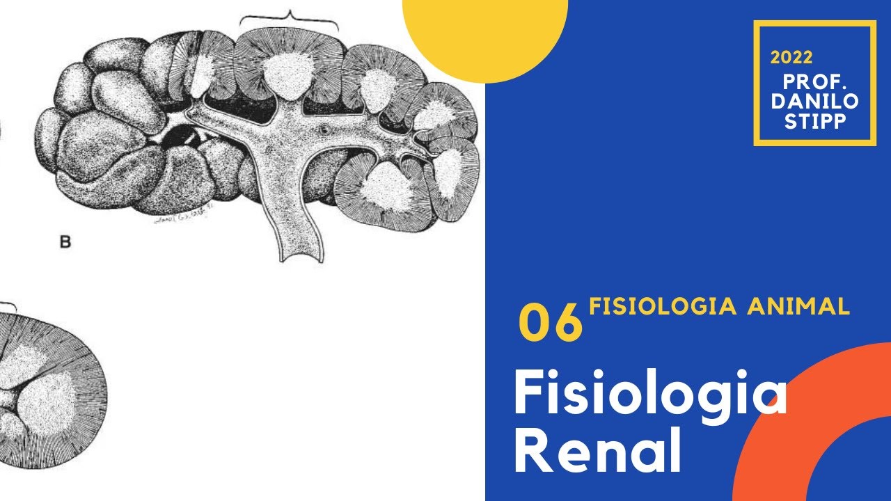 Aula 06 - Fisiologia Renal 2022