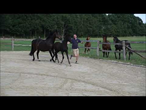 Hengstfohlen Quantensprung x De Niro