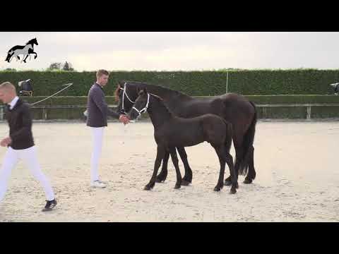 Fokdag Belgisch Stamboek van het Friese Paard (BSBF) 23-8-2020