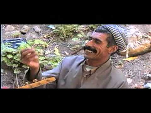 Mihemed Pîro u Elî Berwarî-Ziravê