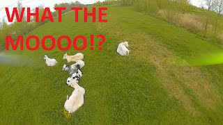 Cows & FPV freestyle practice session NAZGUL 5 HD DVR