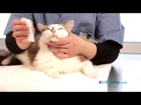 comment nettoyer le nez d'un chat