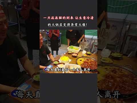 一隻流浪貓的到來，讓生意冷清的火鍋店，變得異常火爆！ #招財貓  #貓咪  #貓咪日常  #流浪貓救助  #萌寵