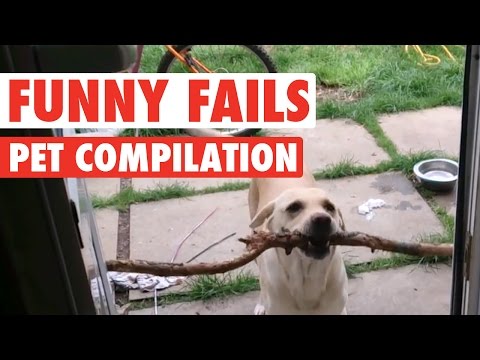 Chiens et chats drôles || Compilation de fautes d'animaux stupides