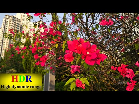 4K HDR  Tour Visit Sha Tin, Shing Mun Riverbank. (Part 2)   4K HDR  遊覽沙田城門河岸。