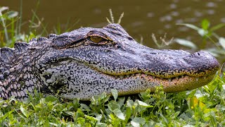 Bayou Photography - Gators, Birds and Landscapes