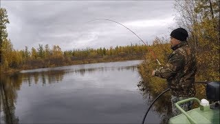 Ссылка