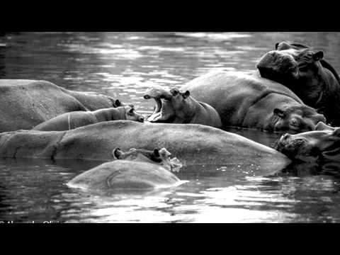 Hippos Grunting at Lion Sands