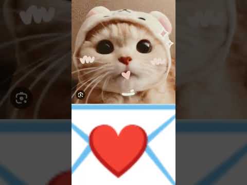 Todos los gatos te desean feliz 🎂 cumple