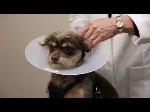 Pet Ear Infections and Preventing Deafness