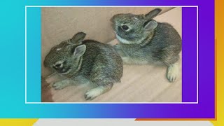 What to do if you discover baby bunnies in your yard